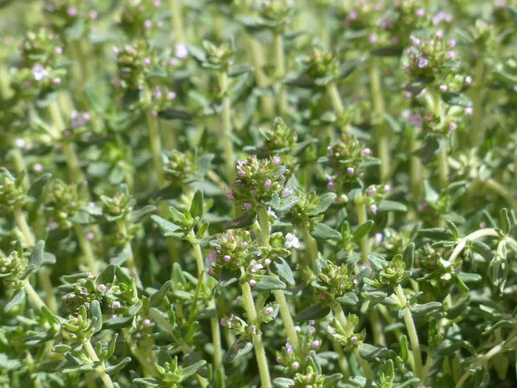 Thyme Herb Seeds – Aromatic Culinary & Medicinal Herb (Thymus vulgaris)