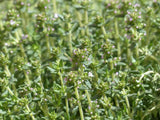 Thyme Herb Seeds – Aromatic Culinary & Medicinal Herb (Thymus vulgaris)