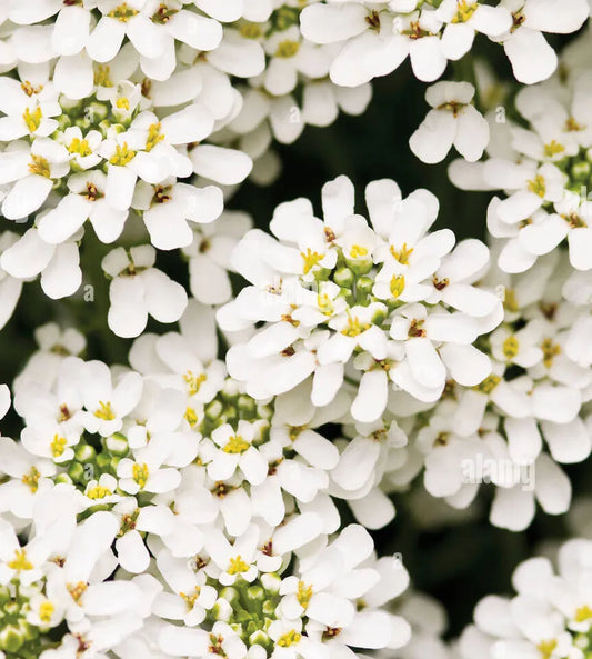 Iberis Umbellata White (Annual Candytuft)
