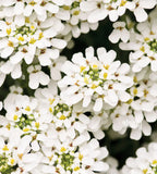 Iberis Umbellata White (Annual Candytuft)