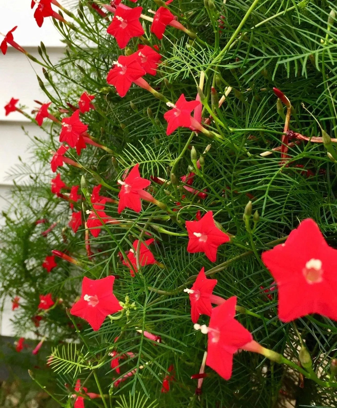 Cypress Vine