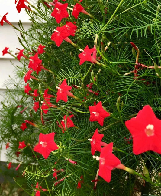 Cypress Vine