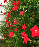 Cypress Vine
