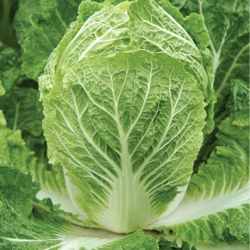 Chinese Cabbage F1 Hybrid – Crisp, Fast-Growing Winter Crop