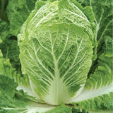 Chinese Cabbage F1 Hybrid – Crisp, Fast-Growing Winter Crop