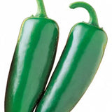 Jalapeno Mexican Pepper Hybrid F1 – Spicy, High-Yield