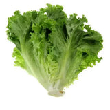 Leaf Lettuce OP Variety – Locally Adapted Winter Seeds