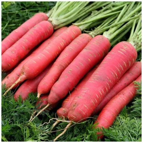 Seeds-Carrot Deep Red