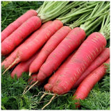 Seeds-Carrot Deep Red