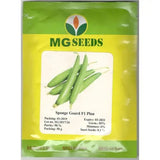 Sponge Gourd F1 Plain