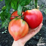 Tomato Oxheart Hybrid F1 – Meaty, Heart-Shaped