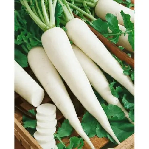 150+ Radish / Moli Fresh Vegetable Seeds – High Germination Rate