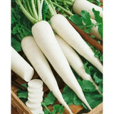 150+ Radish / Moli Fresh Vegetable Seeds – High Germination Rate
