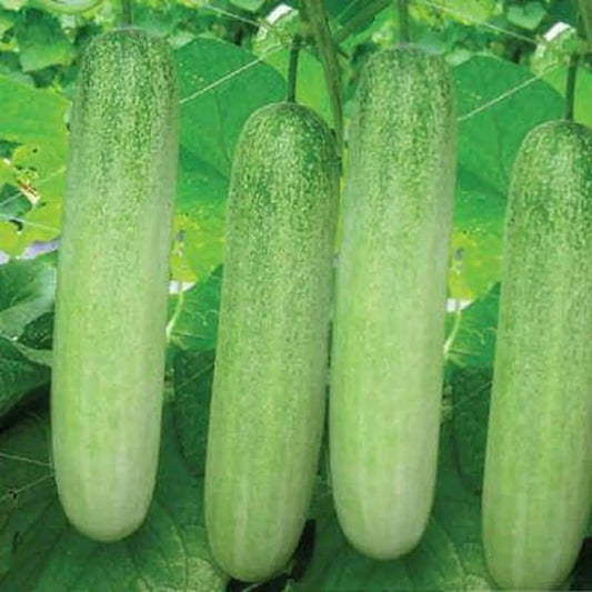 Cucumber hybrid