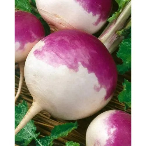 150+ Turnip / Shalgam Fresh Seeds – High Germination Rate