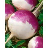 150+ Turnip / Shalgam Fresh Seeds – High Germination Rate