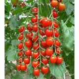 Cherry tomatoes seeds red (IMPORTED)