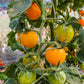 Cherry Tomato Orange (Organic) – Sweet, Golden Heirloom Snack Tomato