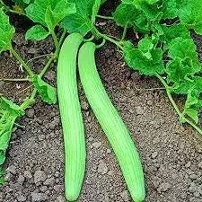 Long Melon (Kakri) – 50 Plus Seeds By More Green