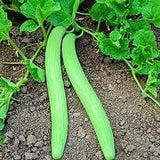 Long Melon (Kakri) – 50 Plus Seeds By More Green