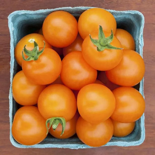 Cherry Tomato Orange (Organic) – Sweet, Golden Heirloom Snack Tomato