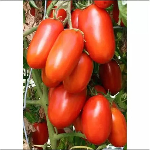 Oxheart Tomato Seeds 30kg Production per Plant