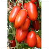 Oxheart Tomato Seeds 30kg Production per Plant