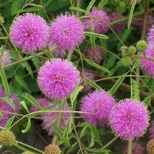 Mimosa- Touch Me Not – 100% Authentic Plant and Flower Seeds – Spring and Summer Sowing Seeds – 20 seeds By More Green