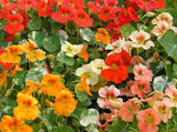Nasturtium Alaska Mix