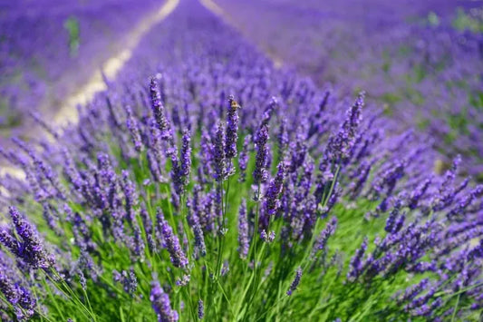 Lavender Herb Seeds – Fragrant Medicinal & Ornamental Herb (Lavandula angustifolia)