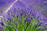 Lavender Herb Seeds – Fragrant Medicinal & Ornamental Herb (Lavandula angustifolia)