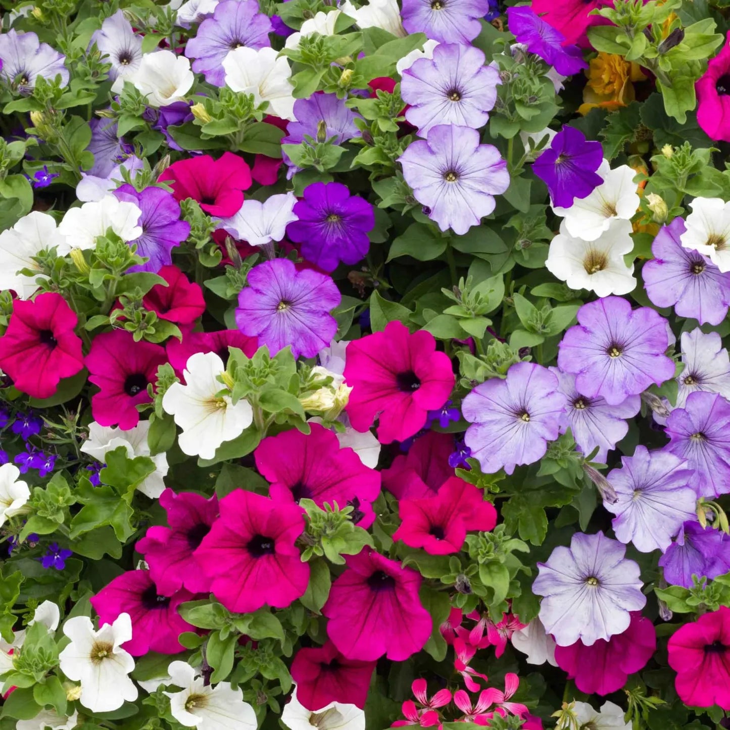 Petunia Mix Seeds