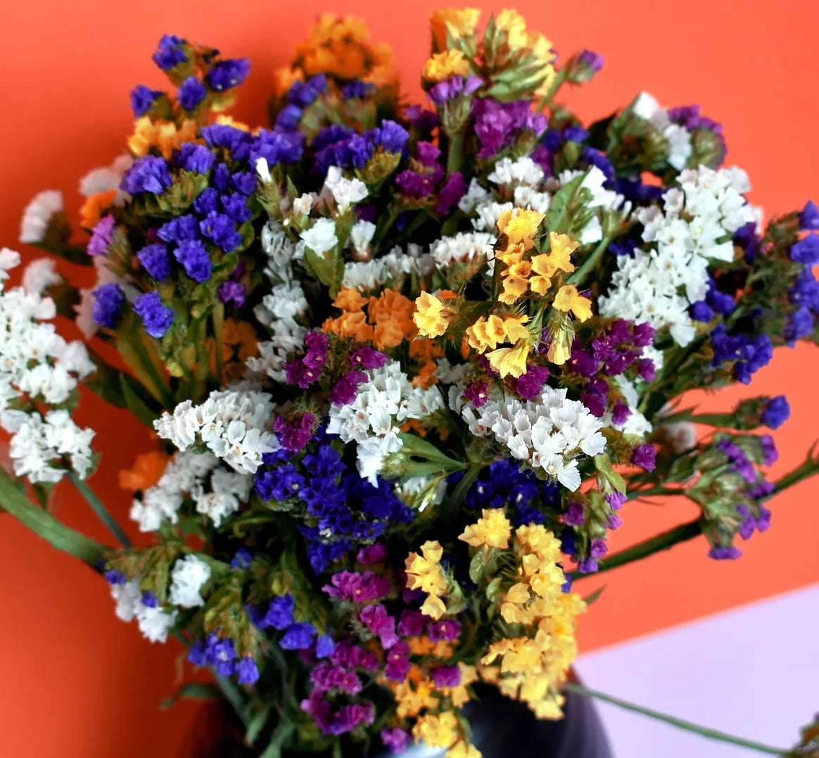 Limonium sinuatum – Statice Mix