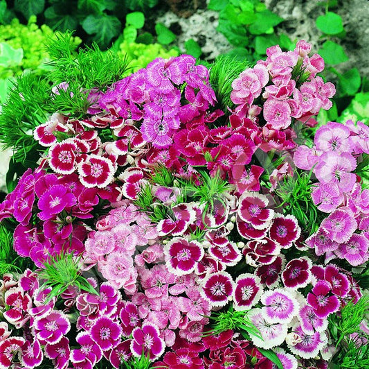 Sweet William Mix Seeds – Classic Dianthus Blooms for Winter Elegance