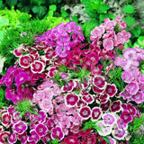 Sweet William Mix Seeds – Classic Dianthus Blooms for Winter Elegance