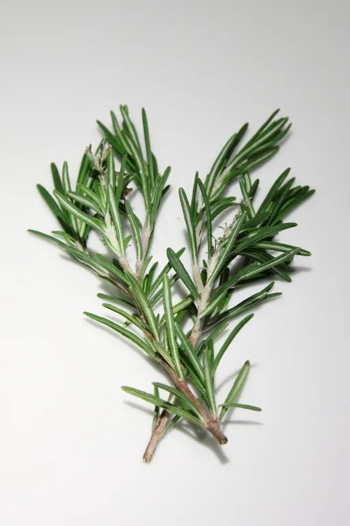 Rosemary Herb Seeds (20 seeds) – Rosmarinus officinalis | Evergreen Culinary & Medicinal Shrub