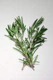 Rosemary Herb Seeds (20 seeds) – Rosmarinus officinalis | Evergreen Culinary & Medicinal Shrub