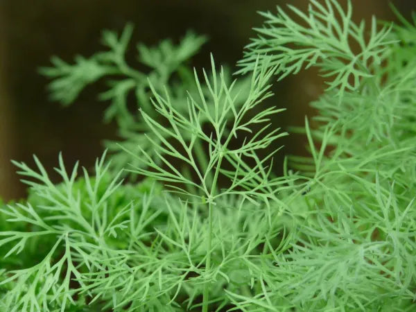 Dill Herb Seeds – Aromatic Culinary & Medicinal Herb (Anethum graveolens)
